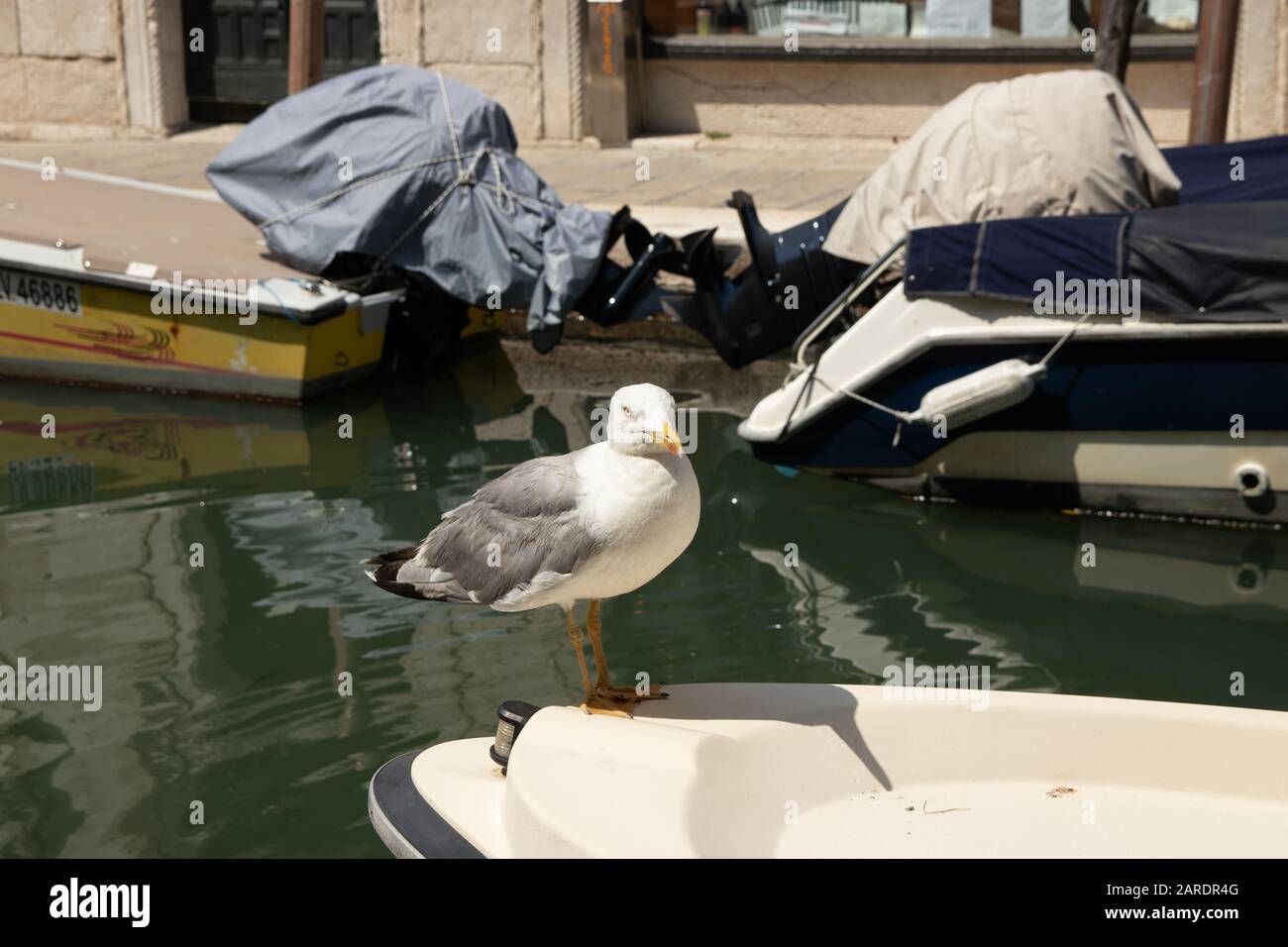 Venise, Italie - 19 avril 2019: Modèle Seagull posant sur bateau dans un des canaux de Venise, Italie pendant la journée ensoleillée. Banque D'Images