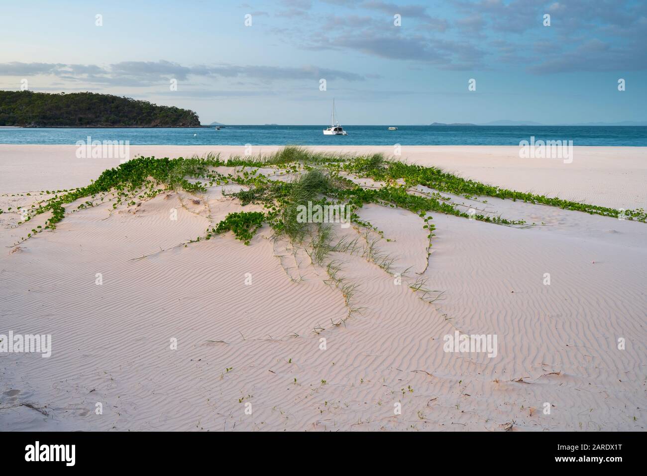 Les graminées côtières stabilisent les dunes de sable à Great Keppel Island Queensland Banque D'Images