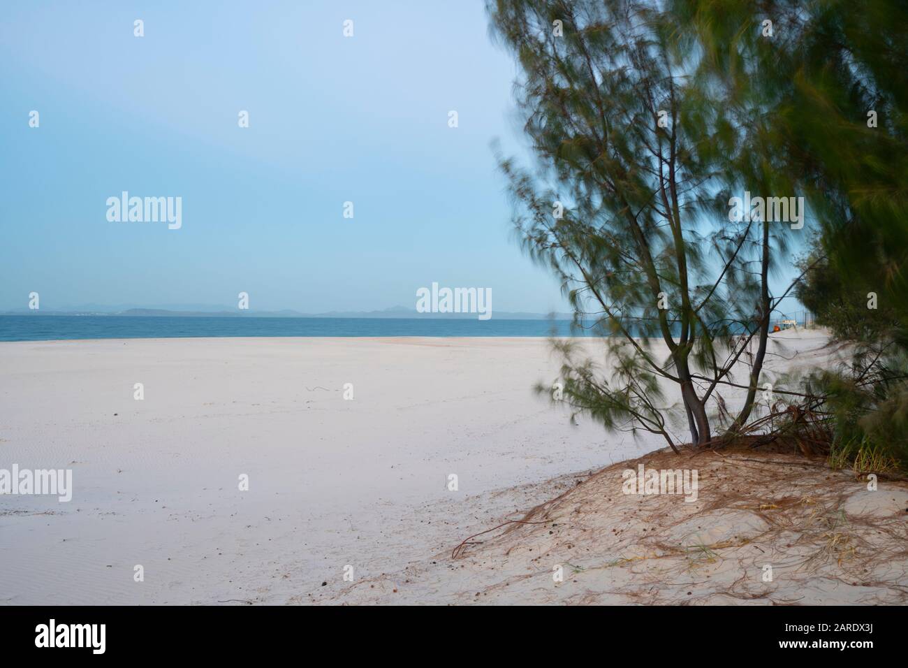 Les arbres côtiers stabilisent les dunes de sable à Great Keppel Island Queensland Banque D'Images