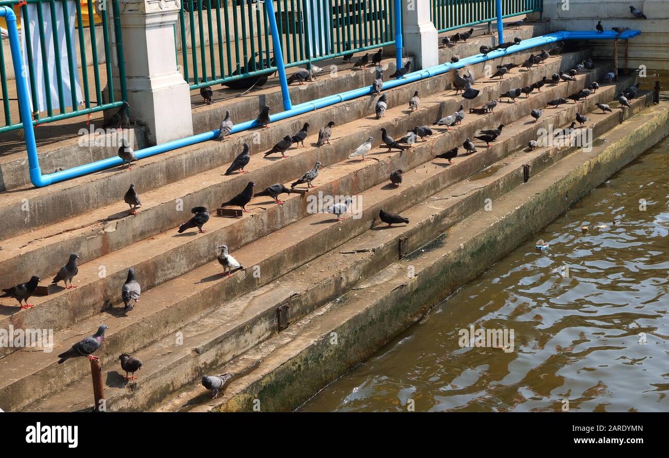 Un troupeau de pigeons se rassemblent à quelques pas au bord de la rivière Chao Phraya à Bangkok Banque D'Images
