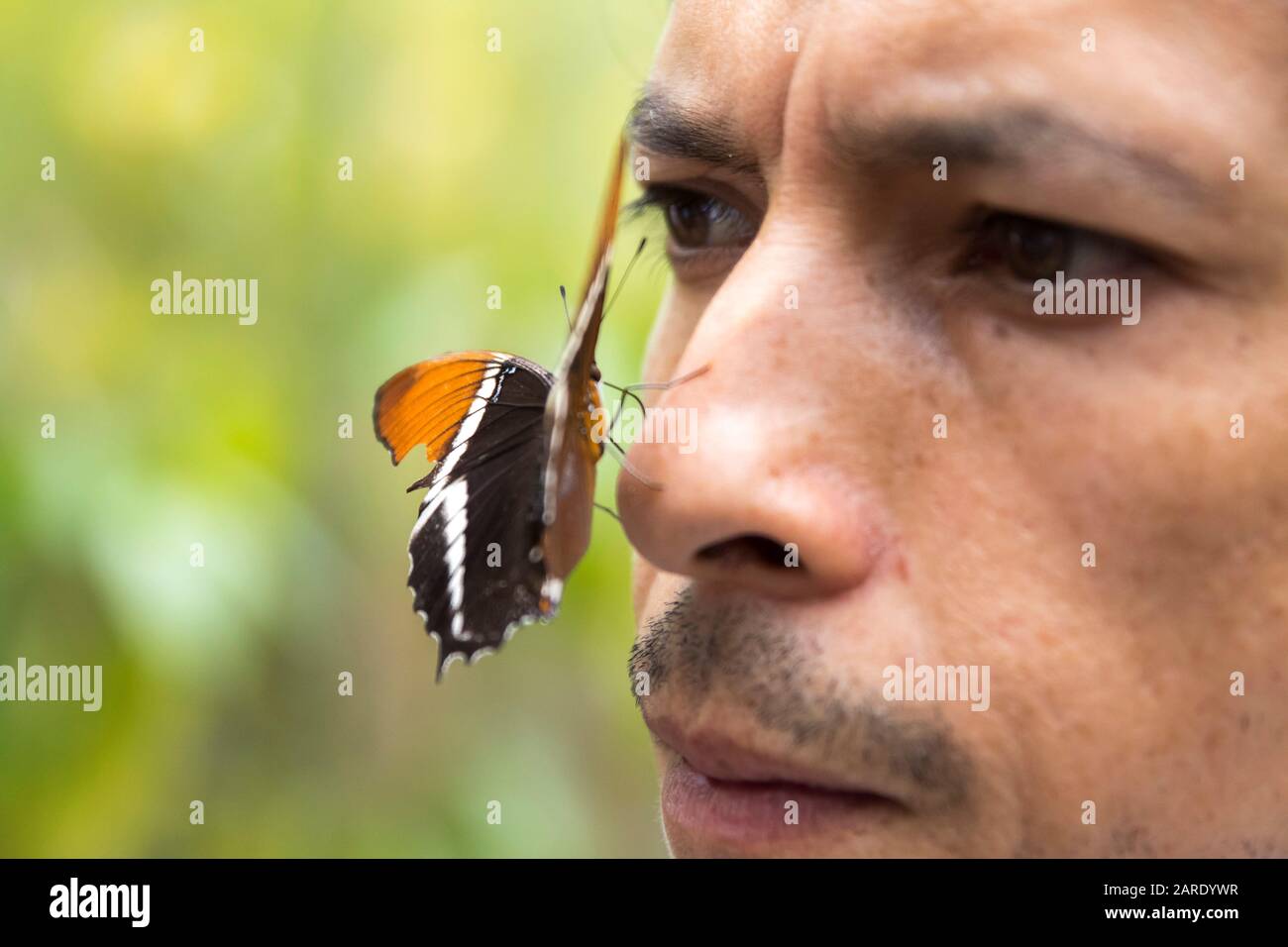 Homme avec un papillon perché sur son visage dans le jardin des papillons du jardin botanique Quindio. Le jardin botanique de Quindío est une recherche scientifique Banque D'Images