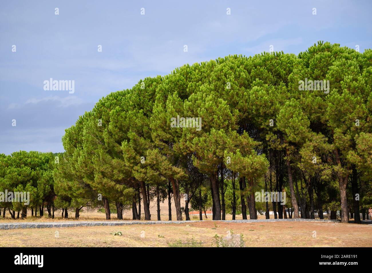 Bosquet de pins en Turquie Banque D'Images