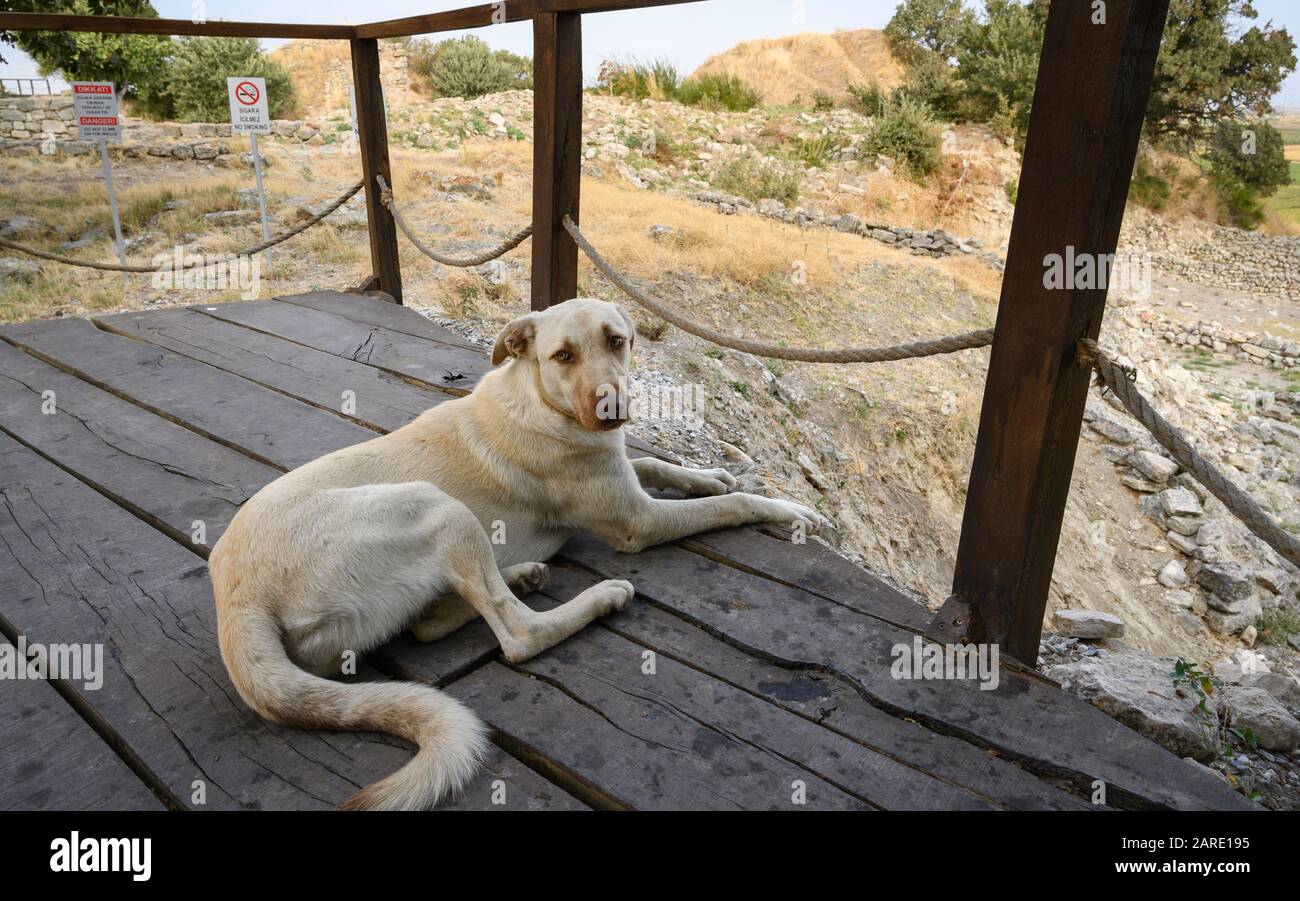 Chien errant à Troy, Turquie Banque D'Images