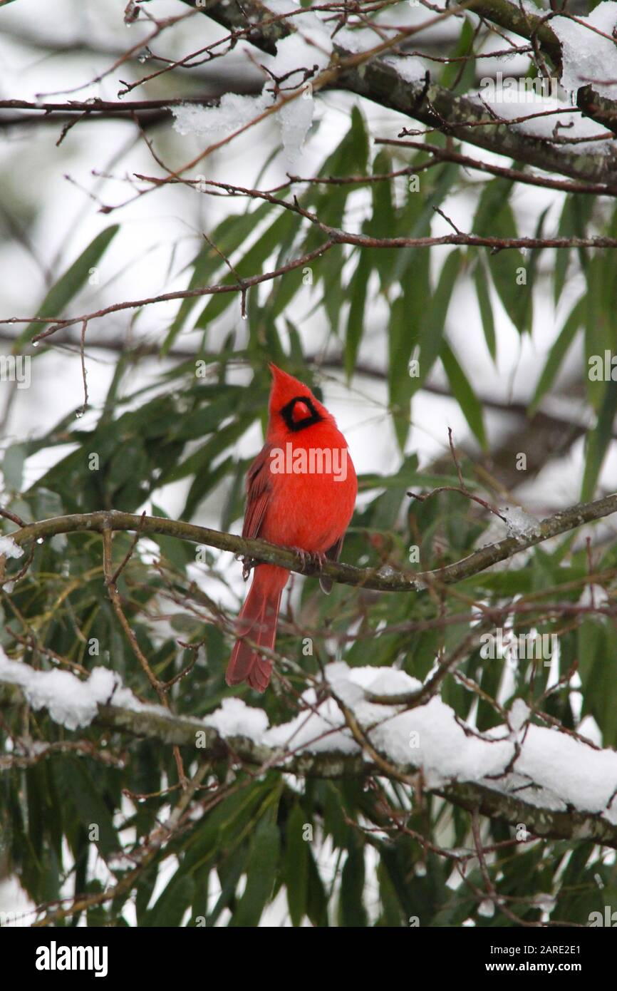 Cardinal dans un arbre enneigé Banque D'Images