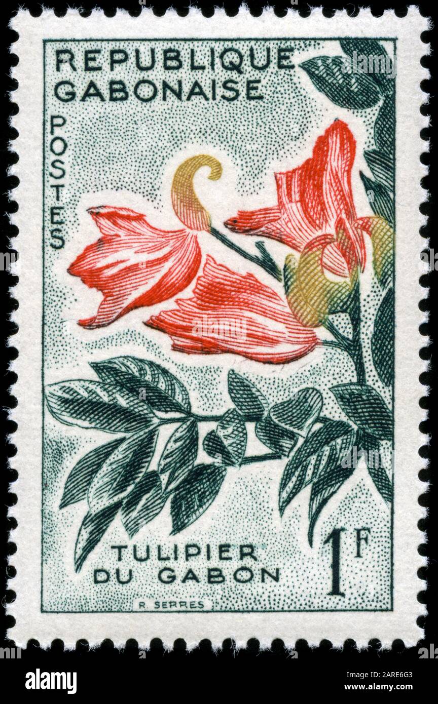Arbre Des Tulipes D'Afrique (Spathodeum Campanulata) Banque D'Images