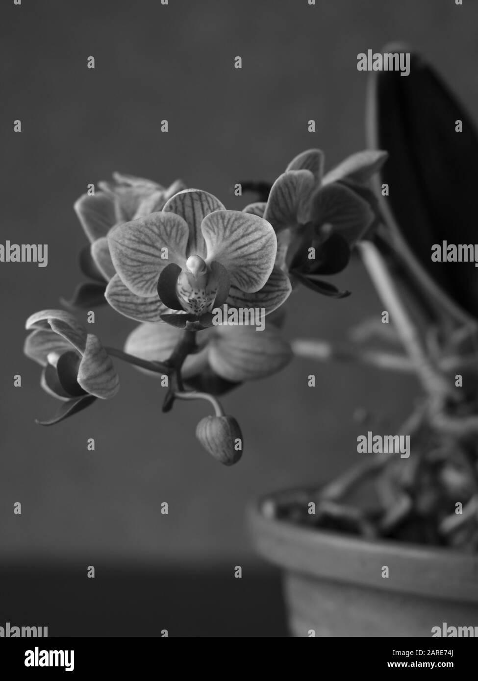 Photo verticale en niveaux de gris d'une miette à fleurs Phalaenopsis amabilis Banque D'Images
