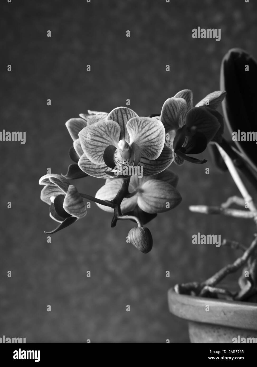 Photo verticale en niveaux de gris d'une miette à fleurs Phalaenopsis amabilis Banque D'Images