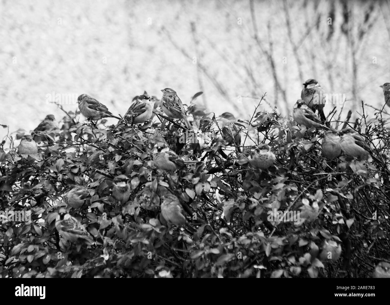 Gros plan en niveaux de gris des oiseaux qui pendent sur des plantes sèches dans le parc Banque D'Images