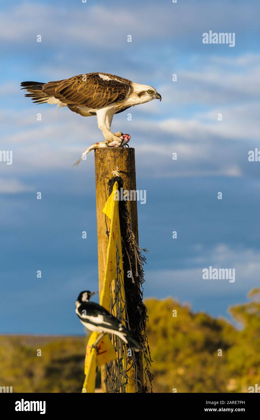 Femme Osprey de l'est debout sur un post se nourrissant de son mullet fraîchement pêchée. Banque D'Images