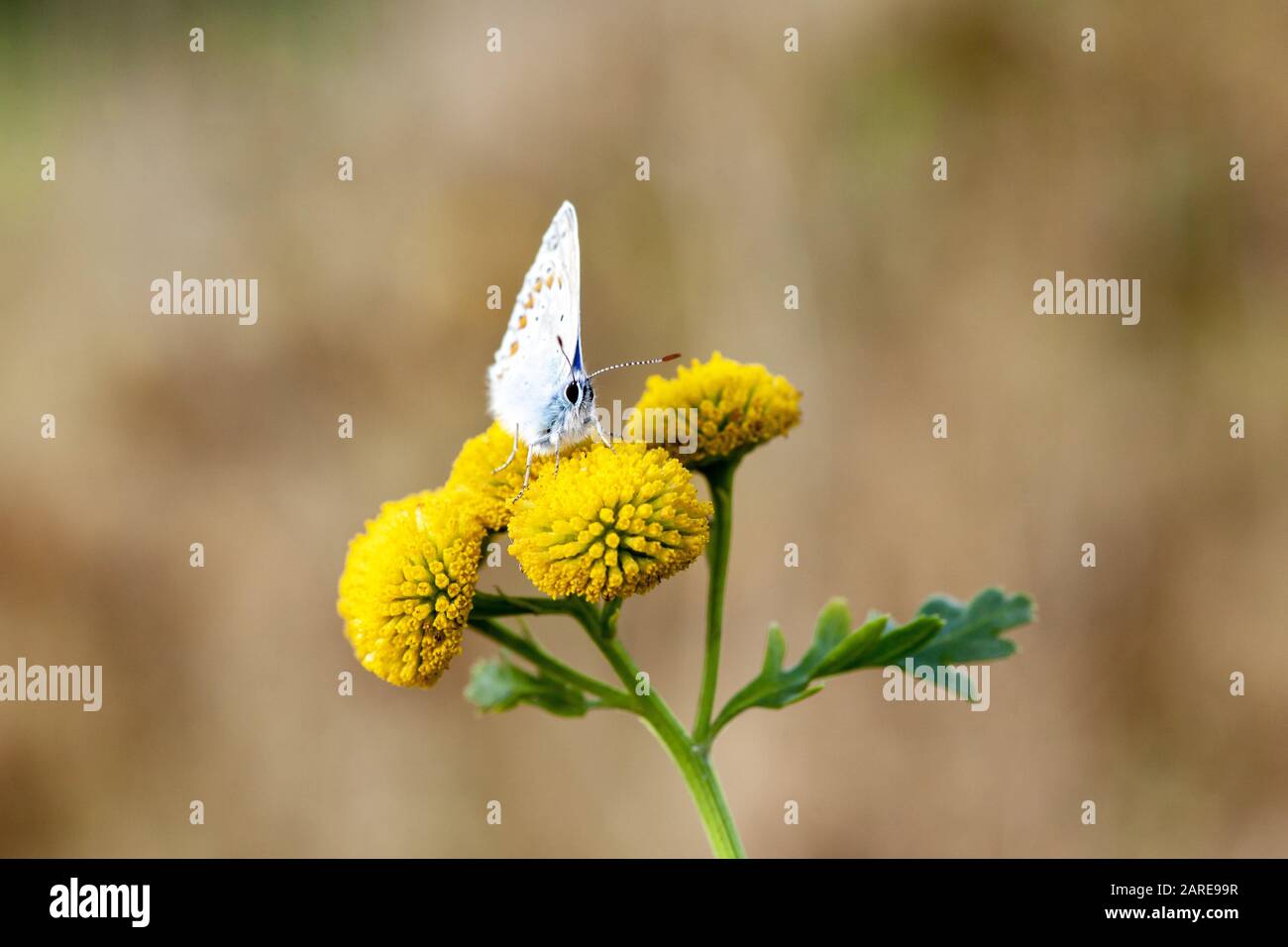 Gros plan d'un papillon bleu commun sur Craspedia sous le lumière du soleil avec un arrière-plan flou Banque D'Images