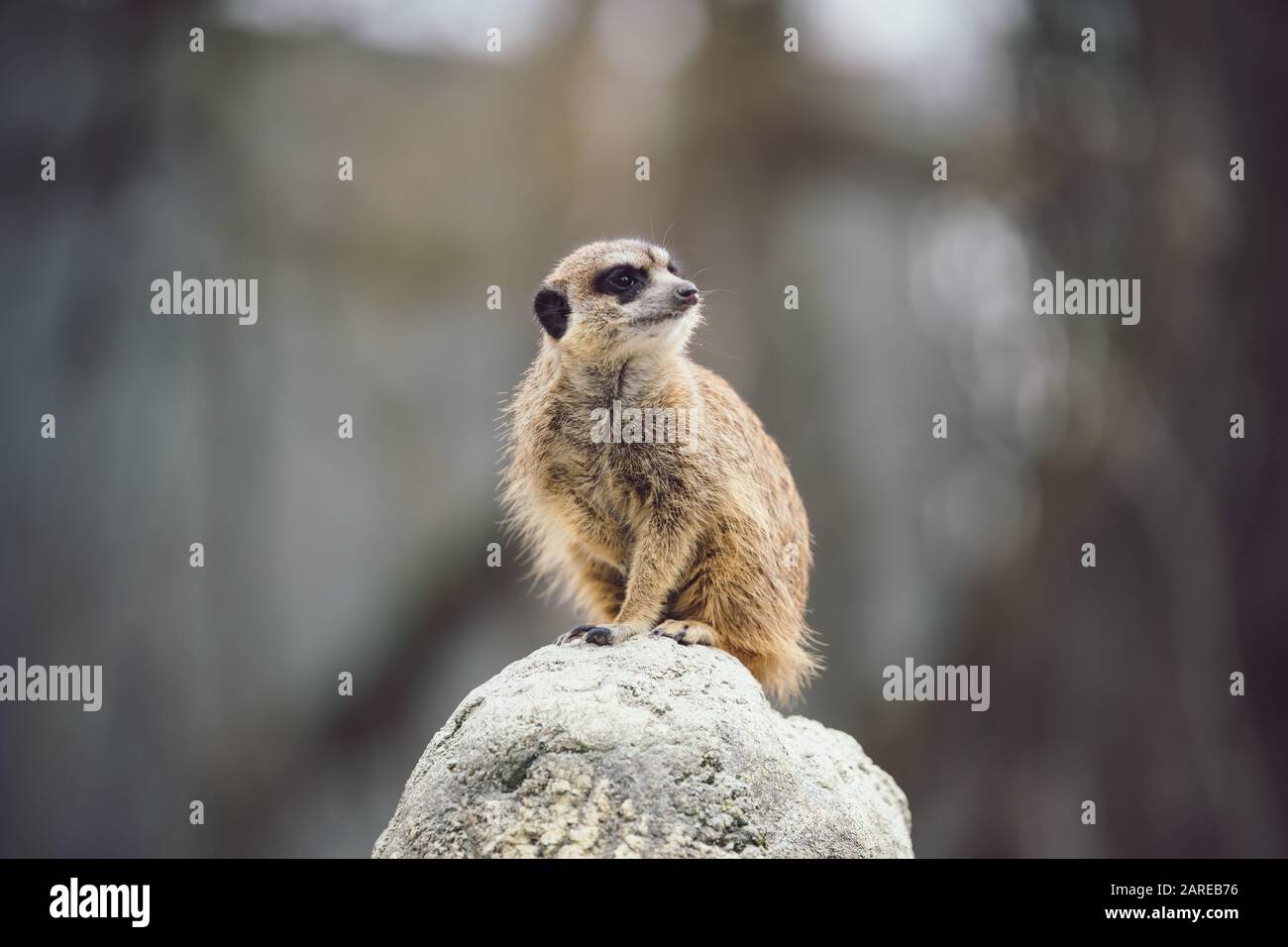 Meerkat sur une pierre. Banque D'Images