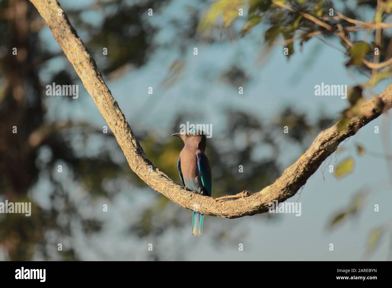 une rouette indienne femelle (coracias benghalensis) est assise sur une branche du parc national de kaziranga, assam en inde Banque D'Images