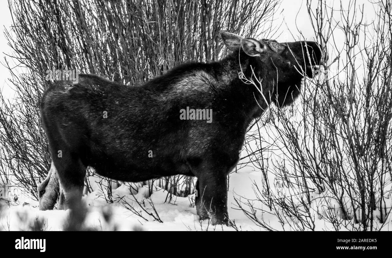 Orignal Masculin Sans Antlers Manger Banque D'Images Orignal Masculin Sans Antlers Manger Banque D'Images