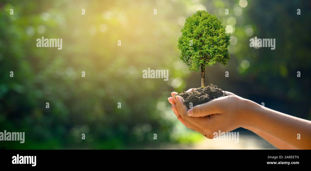 Dans les mains des arbres de semis. Bokeh fond vert femme hand holding arbre sur terrain herbe nature concept de conservation de la forêt Banque D'Images