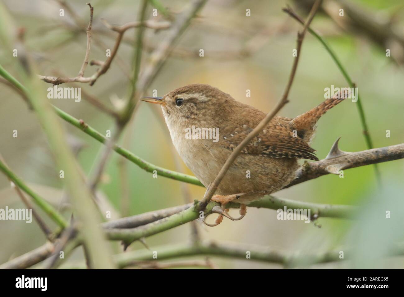 Un beau Wren, Troglodytes troglodytes, perchant dans un buisson d'épine. Banque D'Images