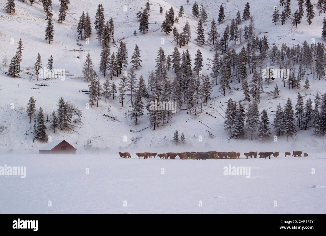 Bétail écossais sur les hautes terres sur un pâturage couvert de neige à Beavertail, Montana. Banque D'Images