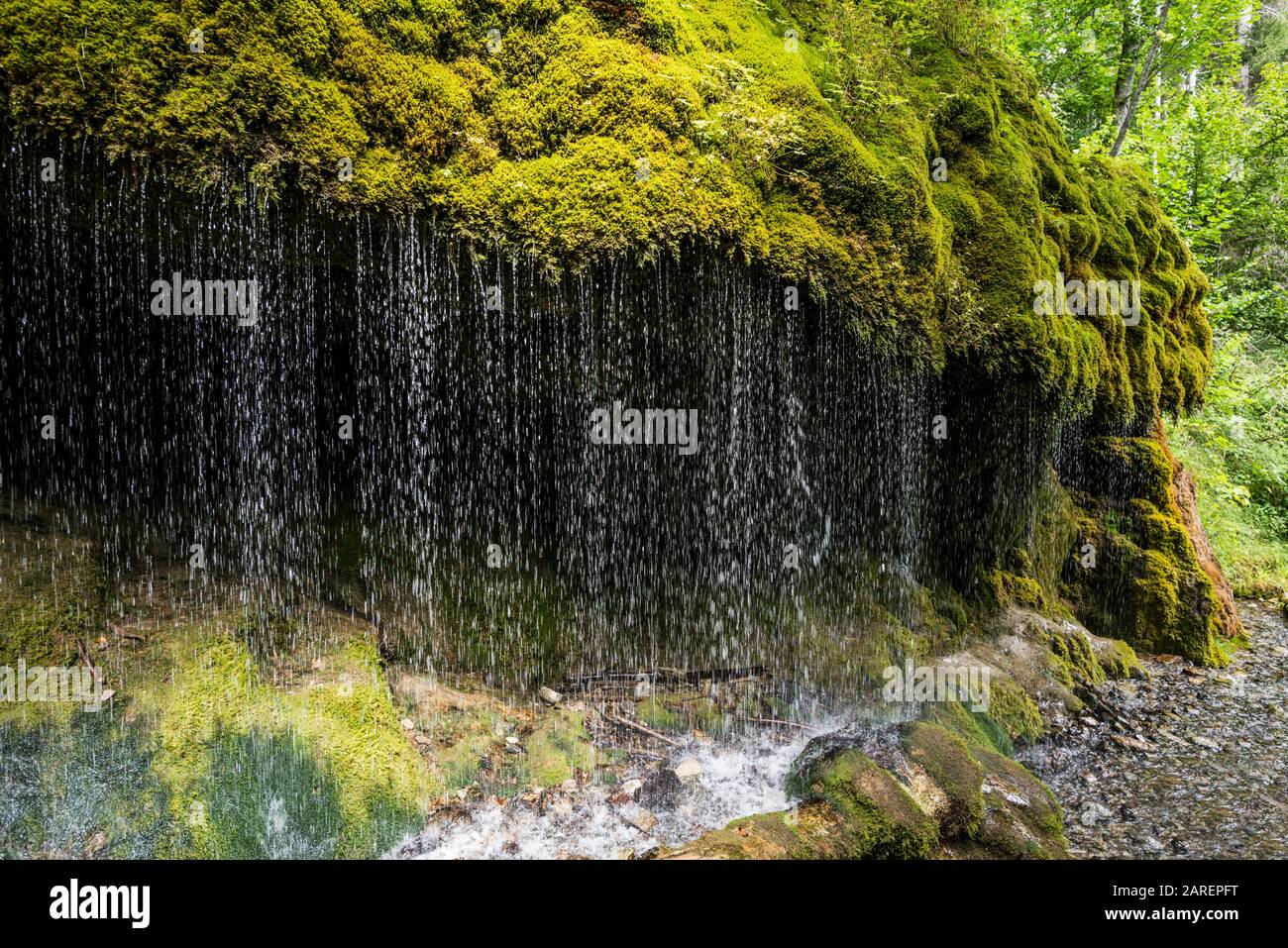 Moss couvrait des rochers à la cascade, à la gorge de Wutach, à Bonndorf, au Bade-Wuerttemberg, à la Forêt Noire, en Allemagne Banque D'Images