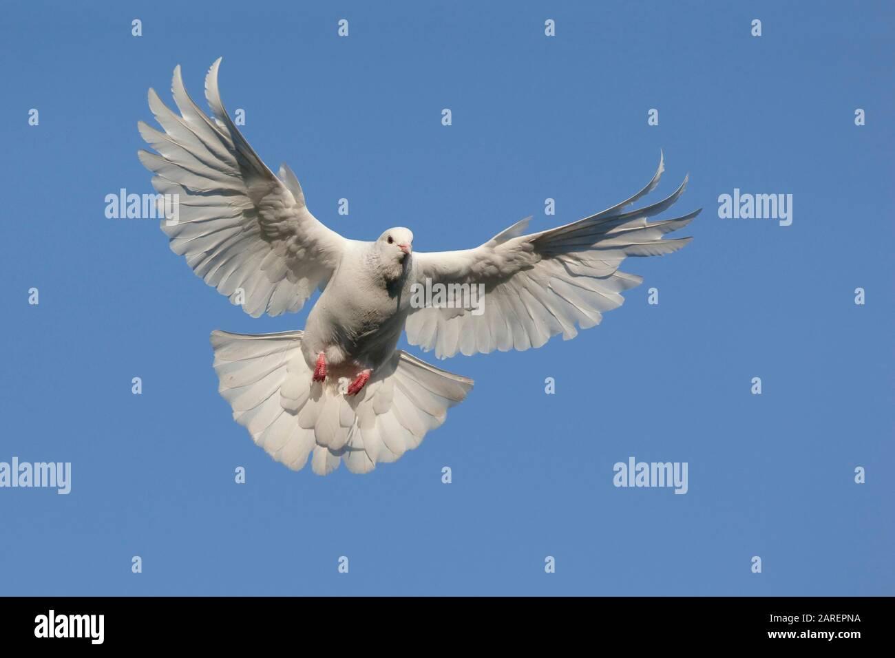 Dove blanc (Columbidae) avec ailes étalées en vol, ciel bleu, Hesse, Allemagne Banque D'Images