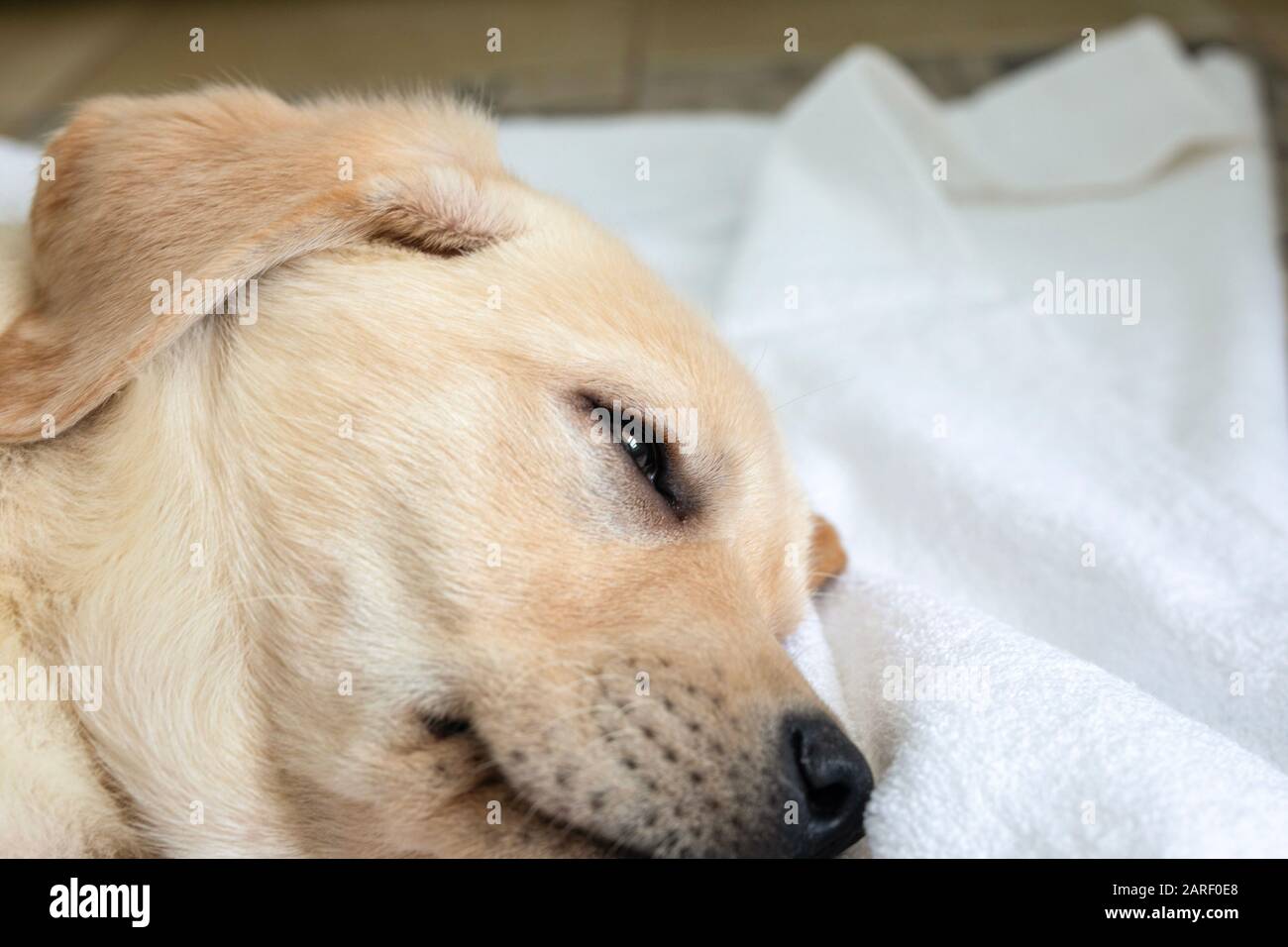 Chien de sommeil labrador sur une couverture blanche, gros plan. Banque D'Images