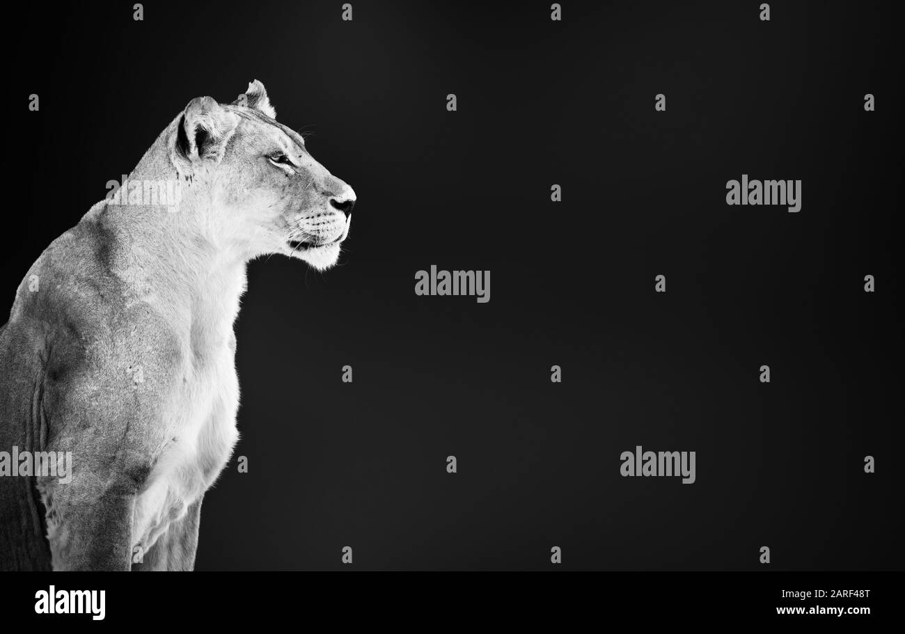 Lion femelle, lioness, Panthera leo, portrait en noir et blanc gros plan avec espace d'écriture Banque D'Images