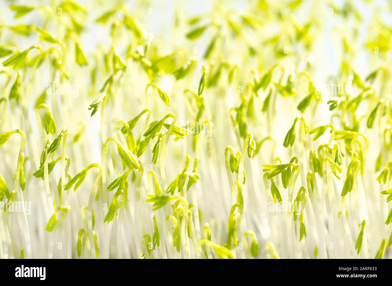 Des germes de lentilles vertes à la lumière du soleil, photo macro-alimentaire. Épissonner les lentilles vertes françaises, également appelées lentilles du Puy. Plantules vertes et jeunes plantes. Banque D'Images
