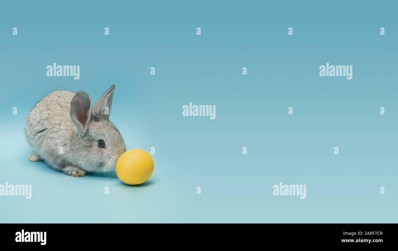 La chasse aux œufs arrive. Adorable lapin de Pâques près par des œufs peints en jaune isolés sur fond bleu studio, flyer pour votre annonce. Carte de vœux avec espace publicitaire. Concept de vacances, printemps, célébration. Banque D'Images