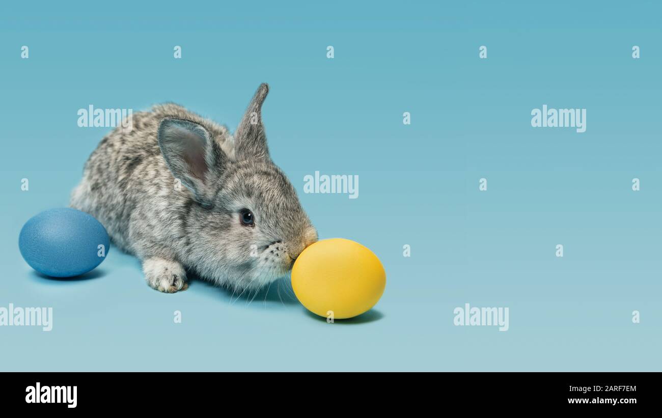 La chasse aux œufs arrive. Adorable lapin de Pâques près par des œufs peints isolés sur fond bleu de studio, flyer pour votre annonce. Carte de vœux avec espace publicitaire. Concept de vacances, printemps, célébration. Banque D'Images