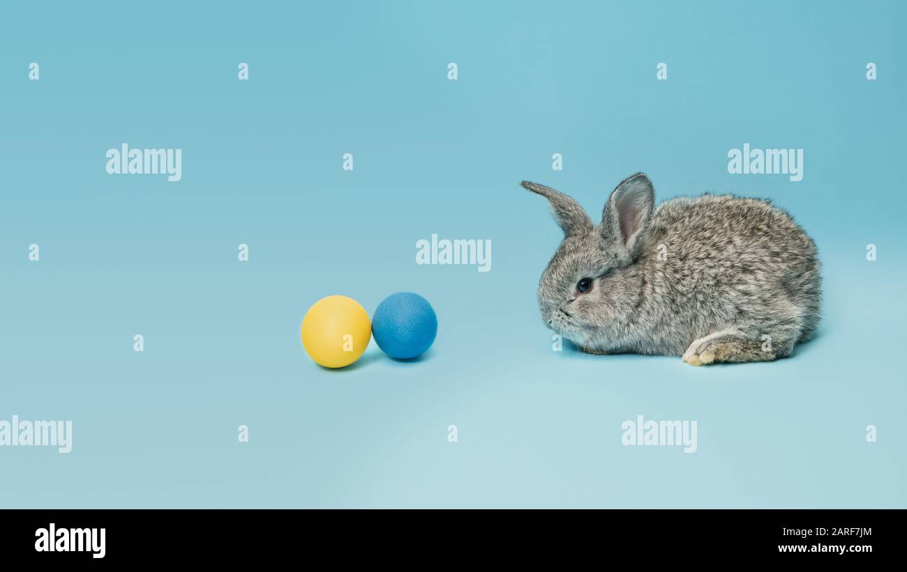 La chasse aux œufs arrive. Adorable lapin de Pâques près par des œufs peints isolés sur fond bleu de studio, flyer pour votre annonce. Carte de vœux avec espace publicitaire. Concept de vacances, printemps, célébration. Banque D'Images
