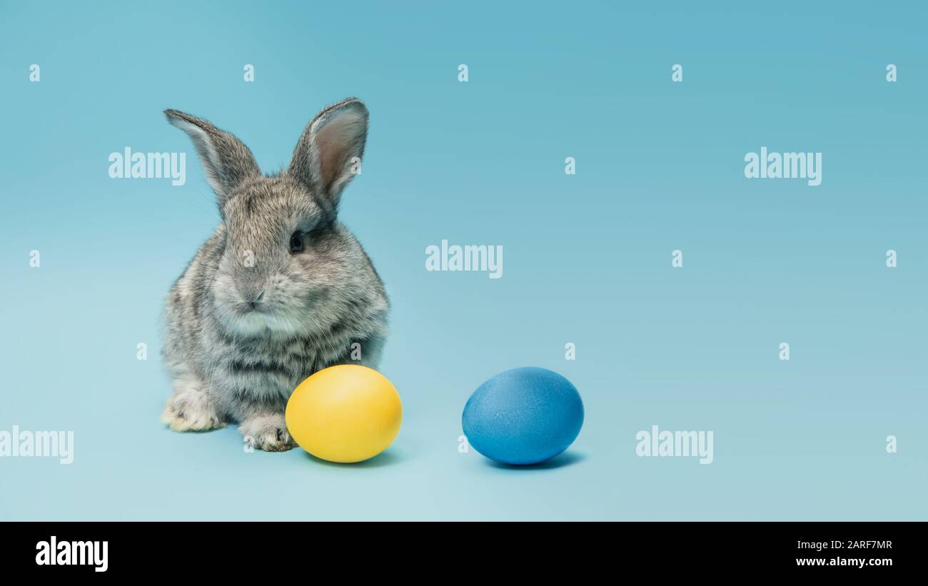 La chasse aux œufs arrive. Adorable lapin de Pâques près par des œufs peints isolés sur fond bleu de studio, flyer pour votre annonce. Carte de vœux avec espace publicitaire. Concept de vacances, printemps, célébration. Banque D'Images