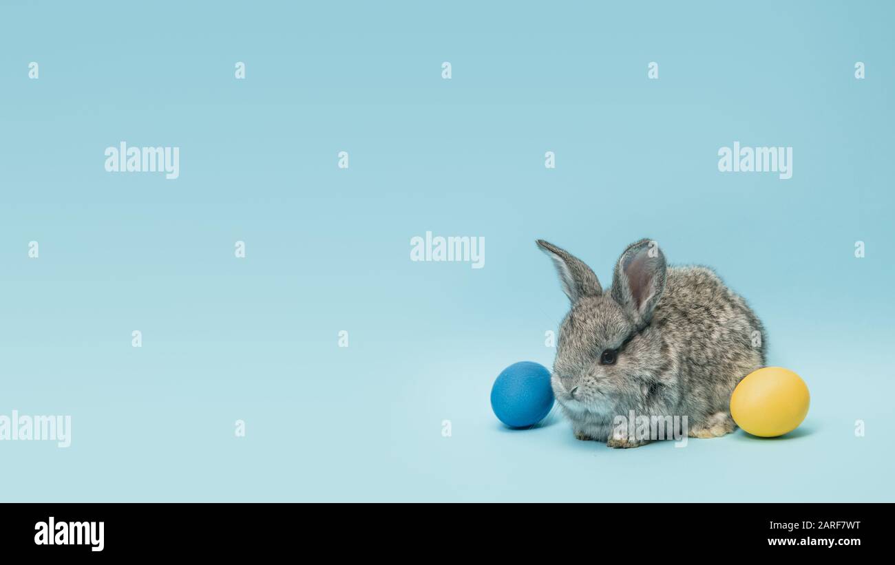 La chasse aux œufs arrive. Adorable lapin de Pâques près par des œufs peints isolés sur fond bleu de studio, flyer pour votre annonce. Carte de vœux avec espace publicitaire. Concept de vacances, printemps, célébration. Banque D'Images