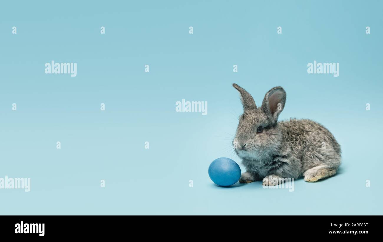 La chasse aux œufs arrive. Adorable lapin de Pâques près par des œufs peints isolés sur fond bleu de studio, flyer pour votre annonce. Carte de vœux avec espace publicitaire. Concept de vacances, printemps, célébration. Banque D'Images