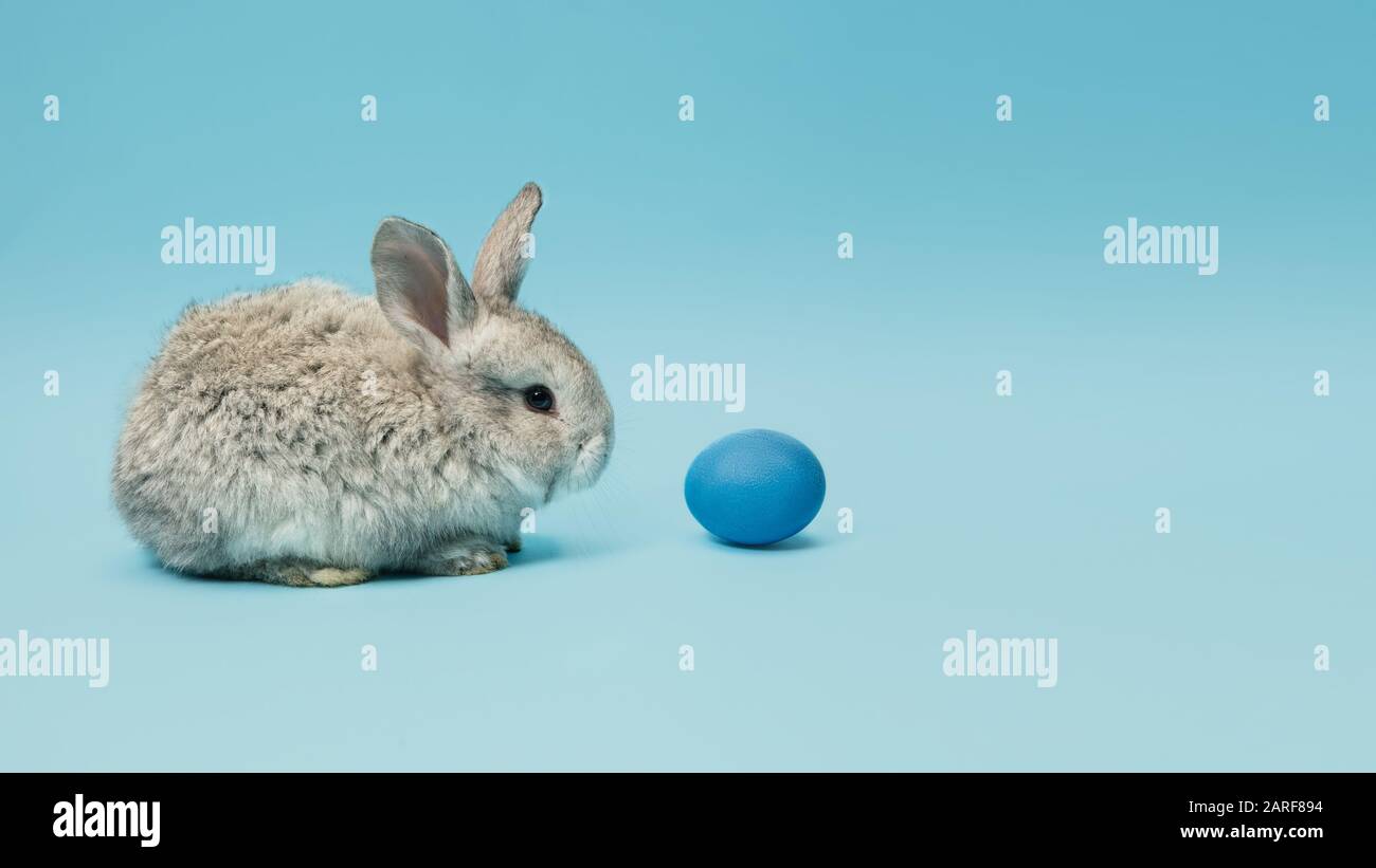 La chasse aux œufs arrive. Adorable lapin de Pâques près par des œufs peints isolés sur fond bleu de studio, flyer pour votre annonce. Carte de vœux avec espace publicitaire. Concept de vacances, printemps, célébration. Banque D'Images