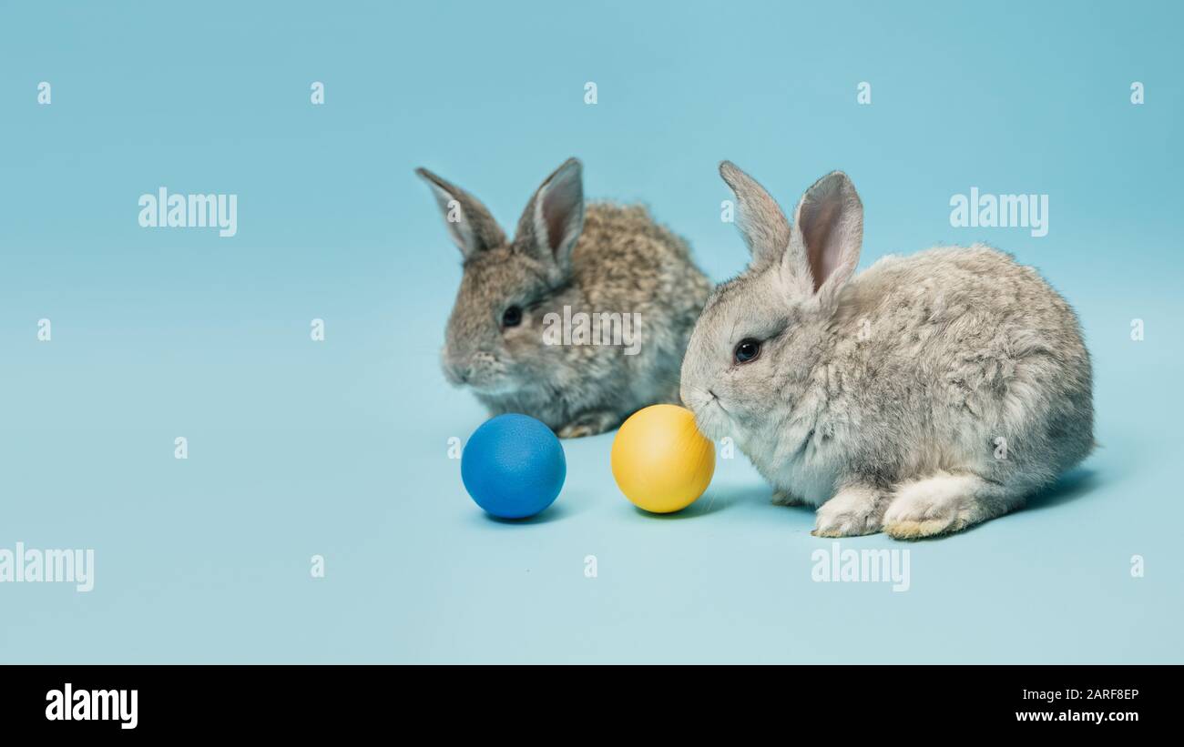 La chasse aux œufs arrive. Adorables lapins de Pâques près par des œufs peints isolés sur fond bleu studio, flyer pour votre annonce. Carte de vœux avec espace publicitaire. Concept de vacances, printemps, célébration. Banque D'Images