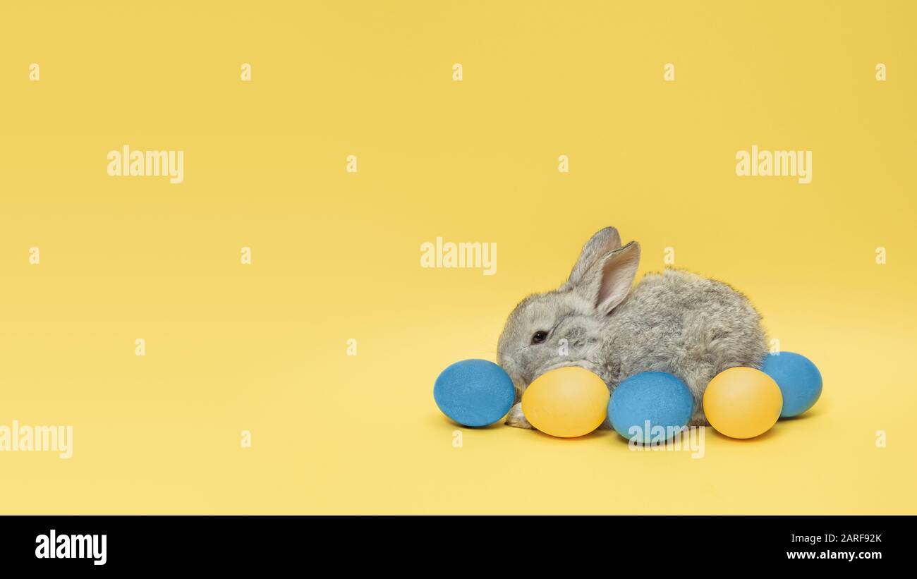 La chasse aux œufs arrive. Adorable lapin de Pâques près par des œufs peints isolés sur fond de studio jaune, flyer pour votre annonce. Carte de vœux avec espace publicitaire. Concept de vacances, printemps, célébration. Banque D'Images