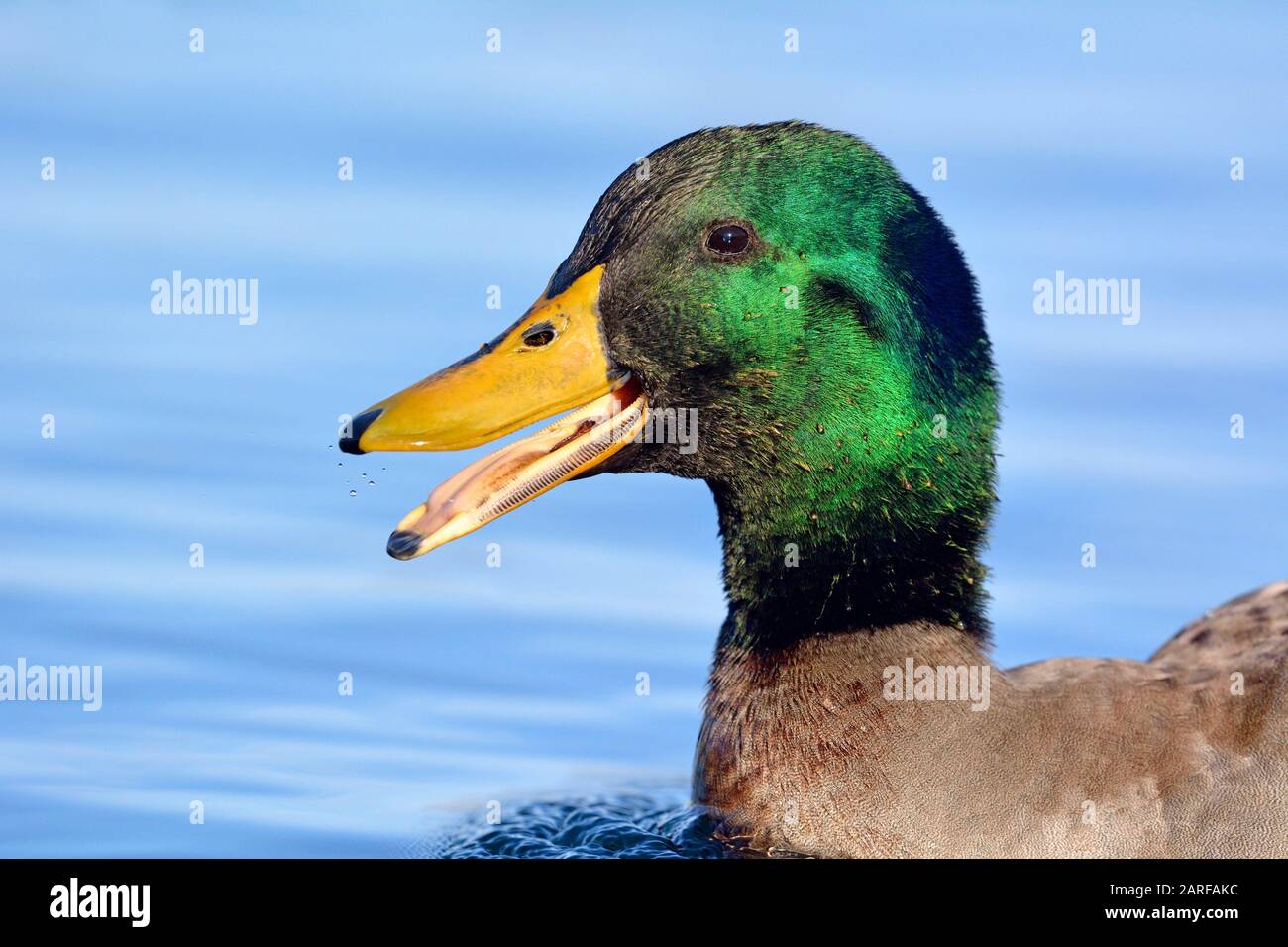 La Tete De Canard Boiteux Prise En Grece Photo Stock Alamy