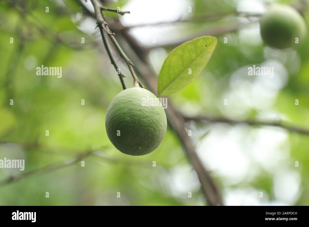 Fruits frais au citron dans le jardin du Bangladesh Banque D'Images