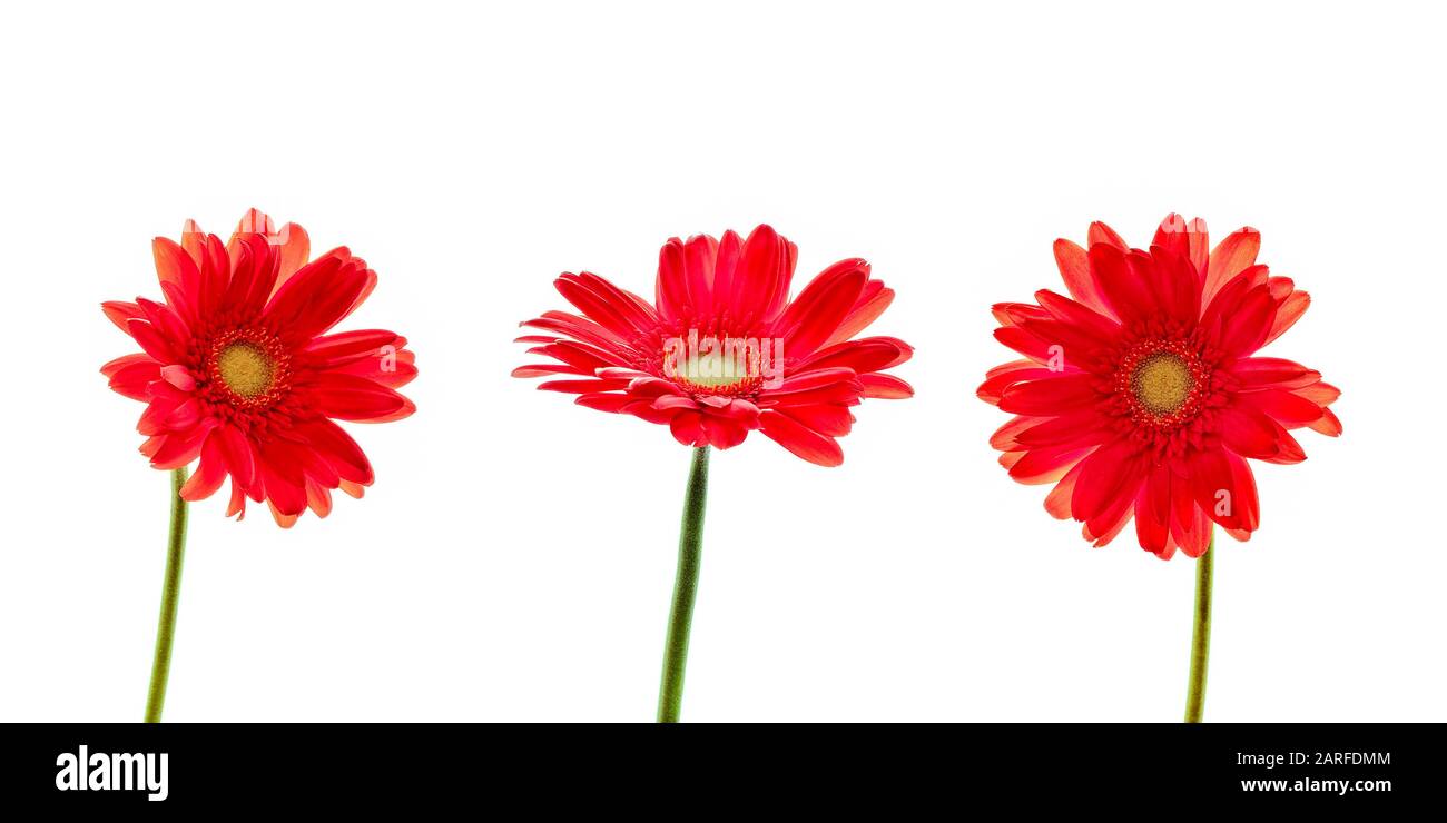 Trois daisies rouges (gerbera) fleurs isolées sur fond blanc Banque D'Images