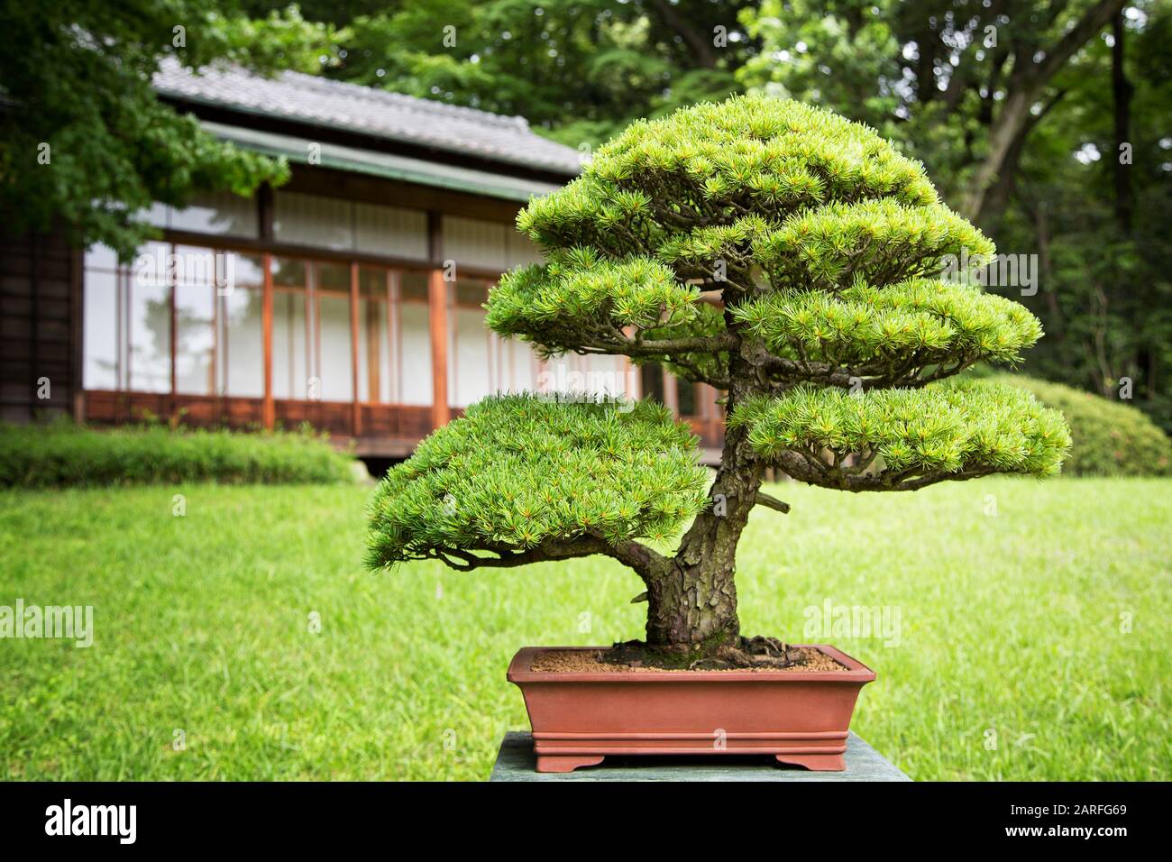 Arbre Bonsai dans un jardin japonais avec bâtiment de design traditionnel  en arrière-plan Photo Stock - Alamy
