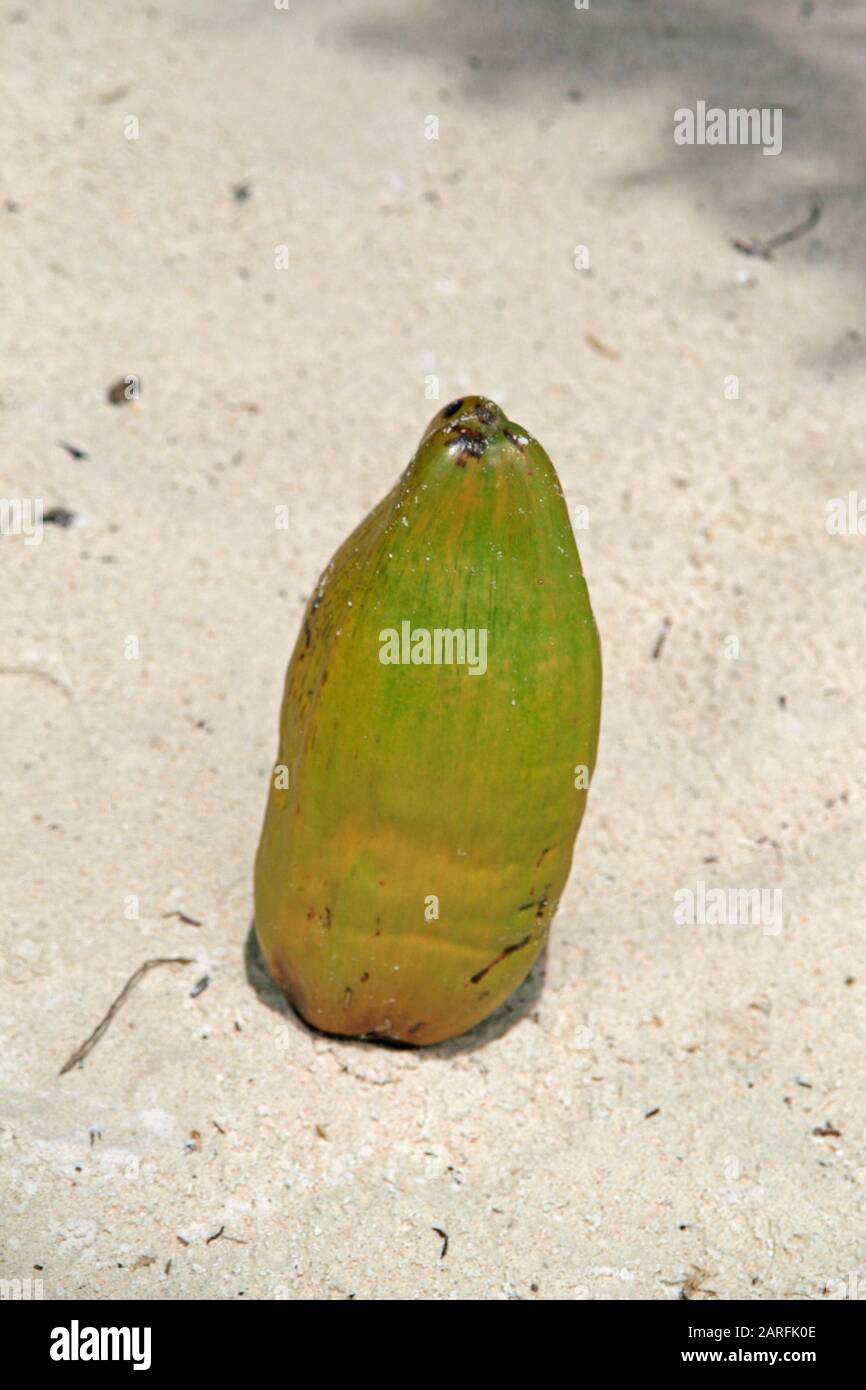 Fruits de coco sur sable de plage, île de Curieuse, Seychelles. Banque D'Images