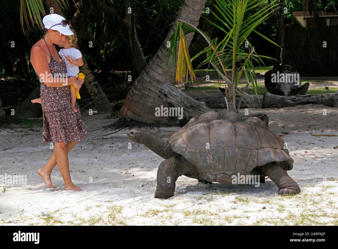 La tortue géante Aldabra et le touriste sur la plage, (Aldabrachelys gigantea), l'île de Curieuse, Seychelles. Banque D'Images