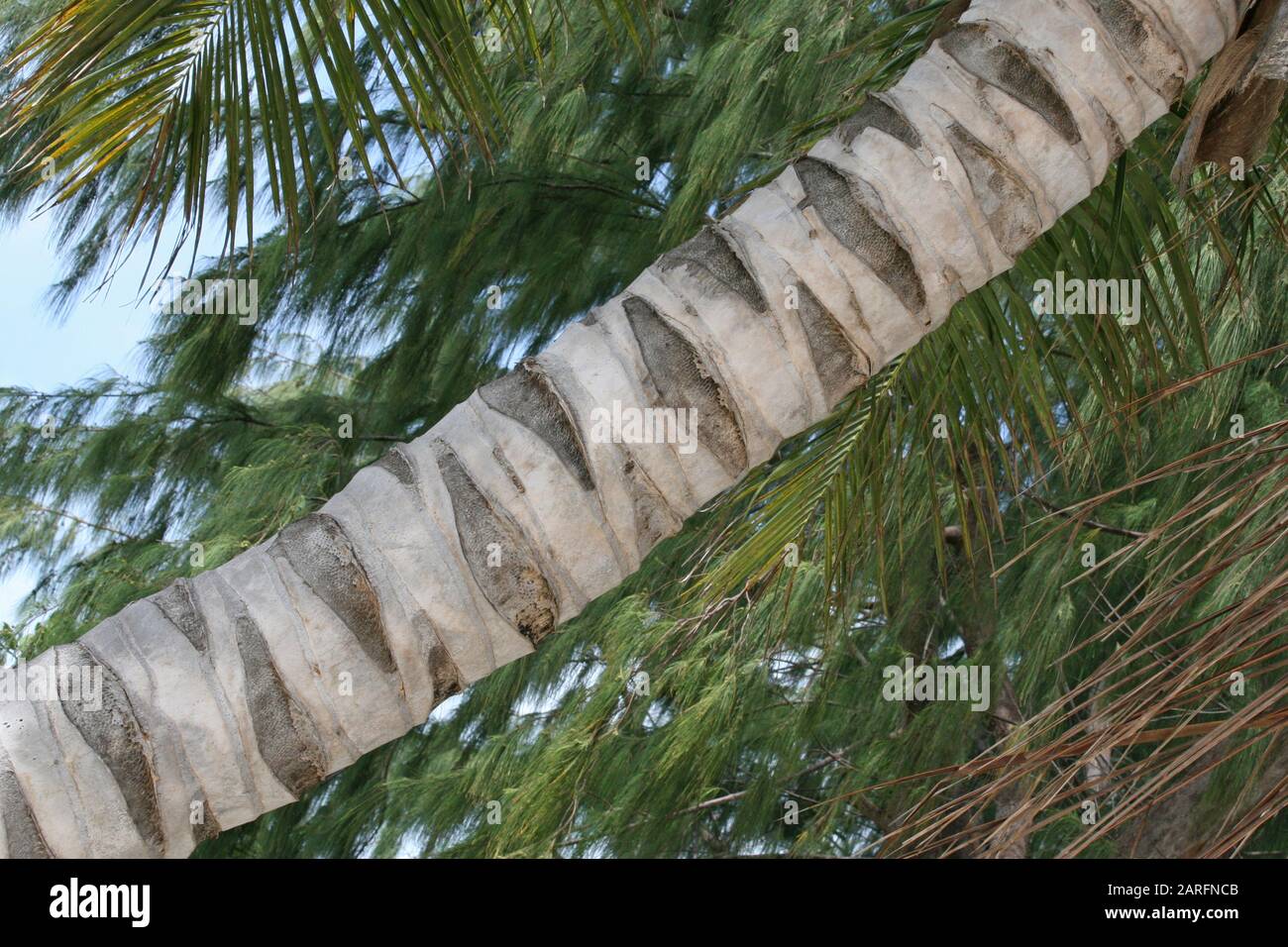 Gros plan du tronc et de l'écorce de palmier à noix de coco, île de Curieuse, Seychelles. Banque D'Images