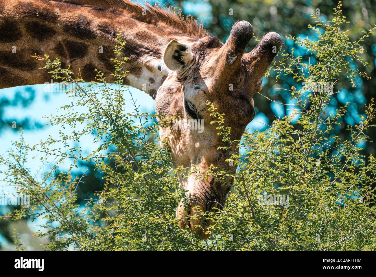 Manger la girafe près du parc national Kruger Banque D'Images