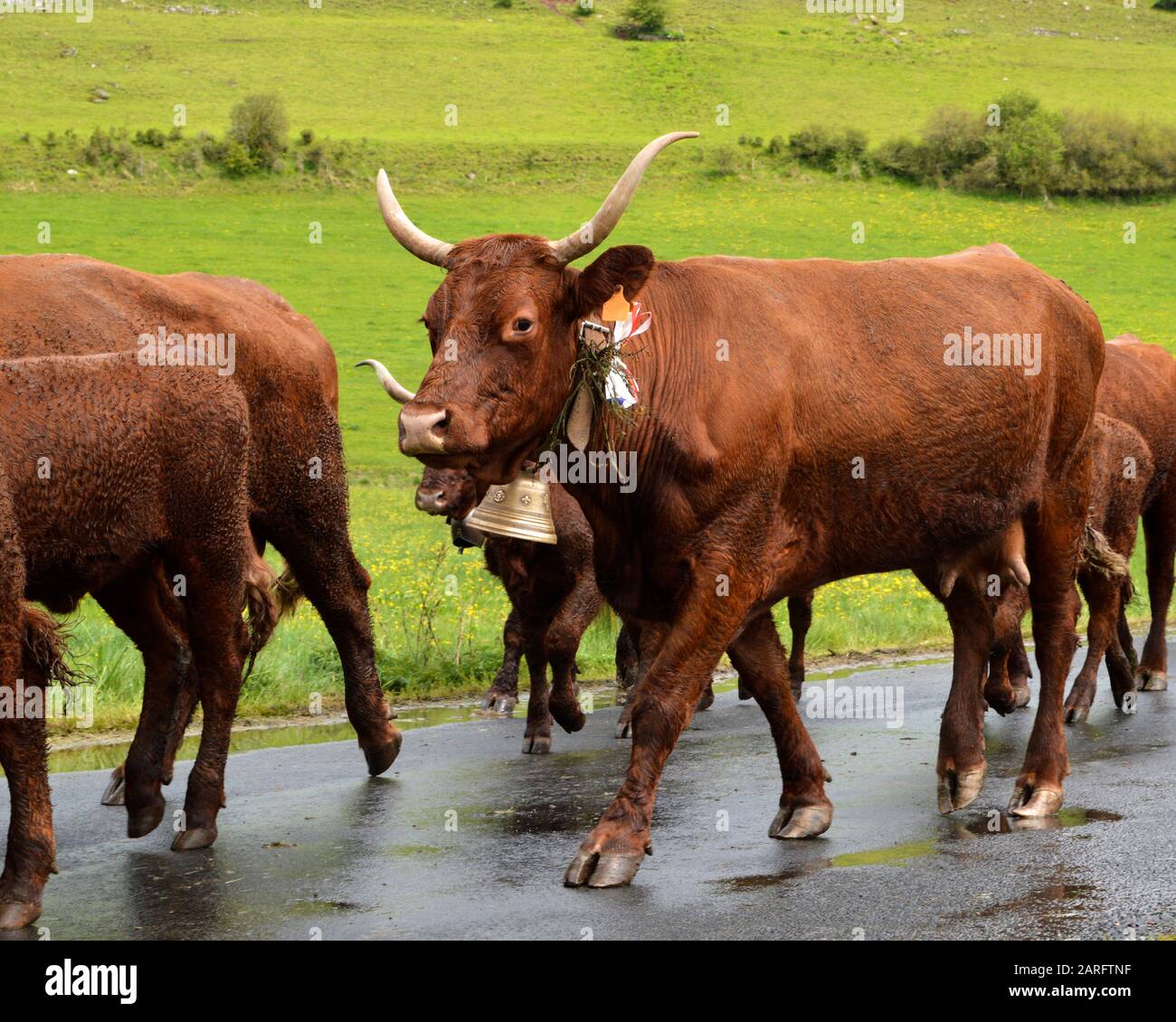 Traite De Lait Vaches Salers Ferme Banque De Photographies Et Dimages à Haute Résolution Alamy 