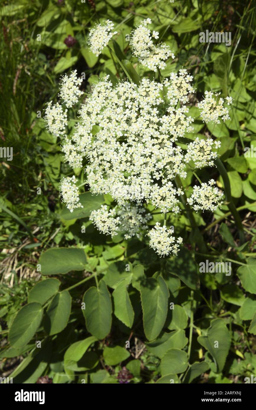 Breitblättriges Laserkraut, Laserpitium Latifolium Banque D'Images