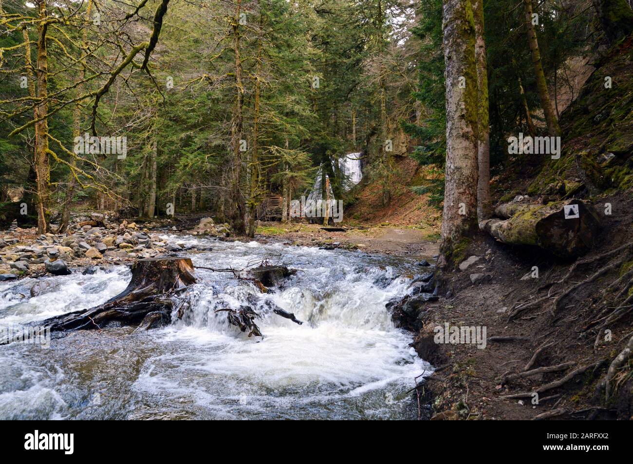 Rivière sauvage de montagne dans la forêt Banque D'Images