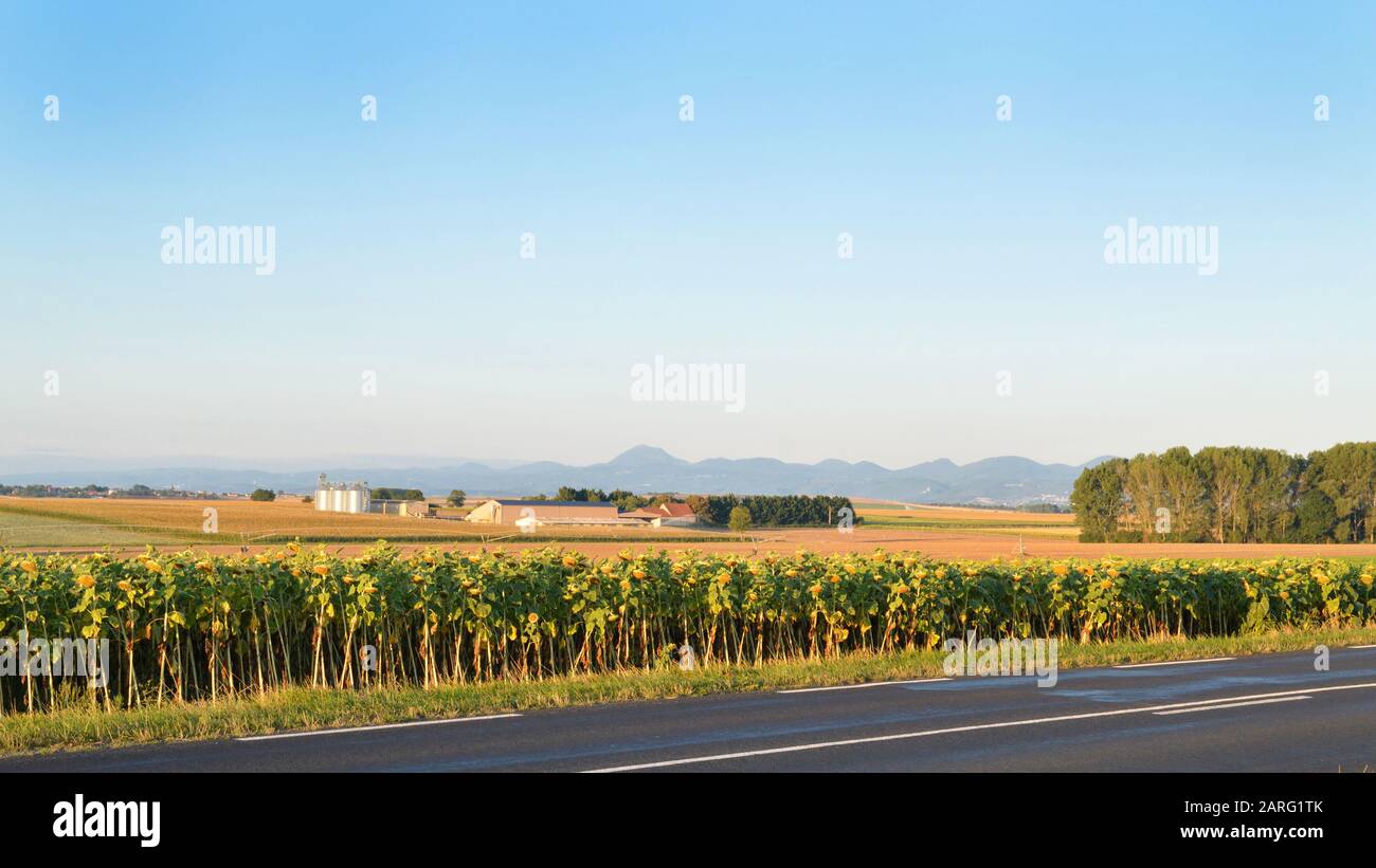 Paysage avec récolte de tournesol en été Banque D'Images