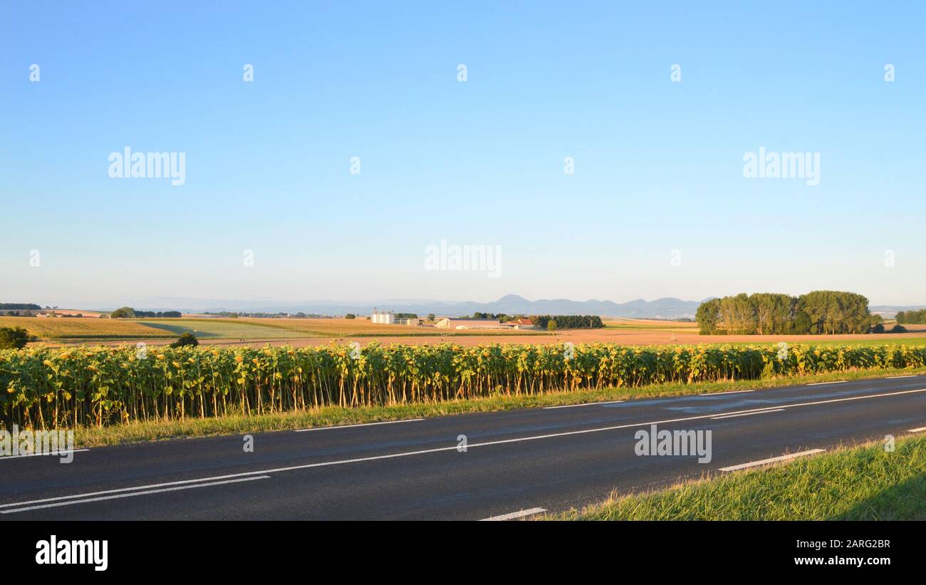 Paysage avec récolte de tournesol en été Banque D'Images