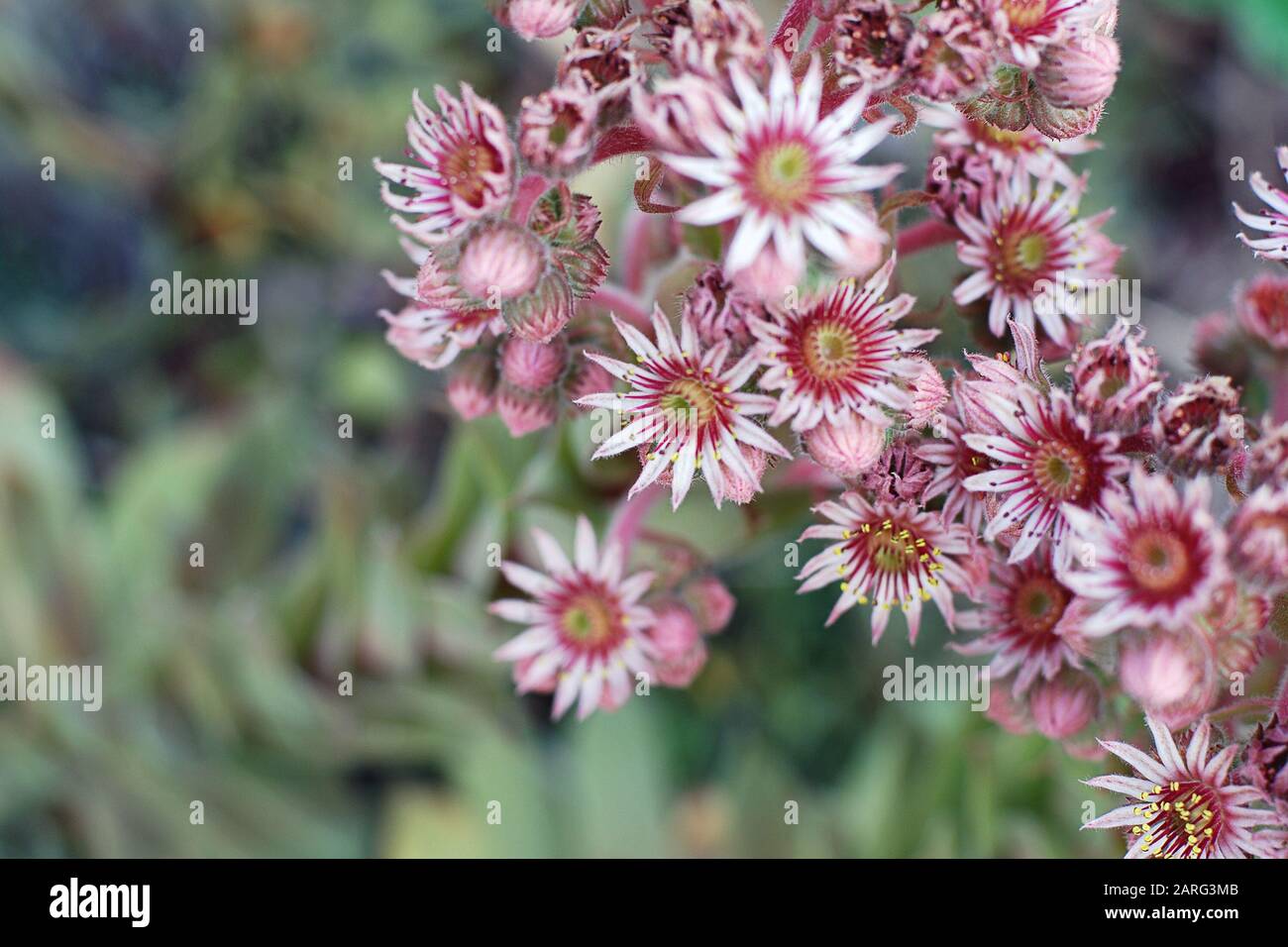 Fleurs roses de Sempervivum vert éternel succuents, inflorescence de la plante houseleek, vue de dessus, fond vert flou, foyer sélectif Banque D'Images