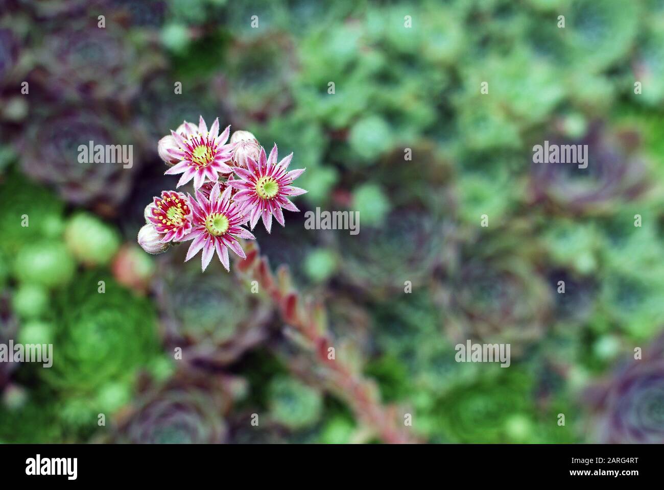 Fleurs roses de Sempervivum vert éternel succuents, inflorescence de la plante houseleek, vue de dessus, fond vert flou, foyer sélectif Banque D'Images