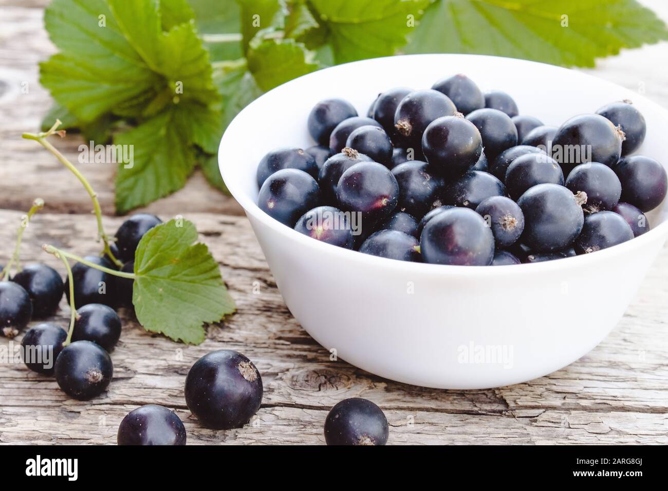 Baies de cassis mûres fraîches dans un bol blanc sur fond de bois près de feuilles vertes. Cassis de fruits naturels juteux. Cassis noir Banque D'Images